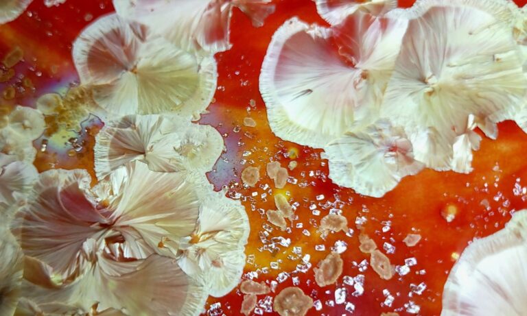 Carole HEQUET